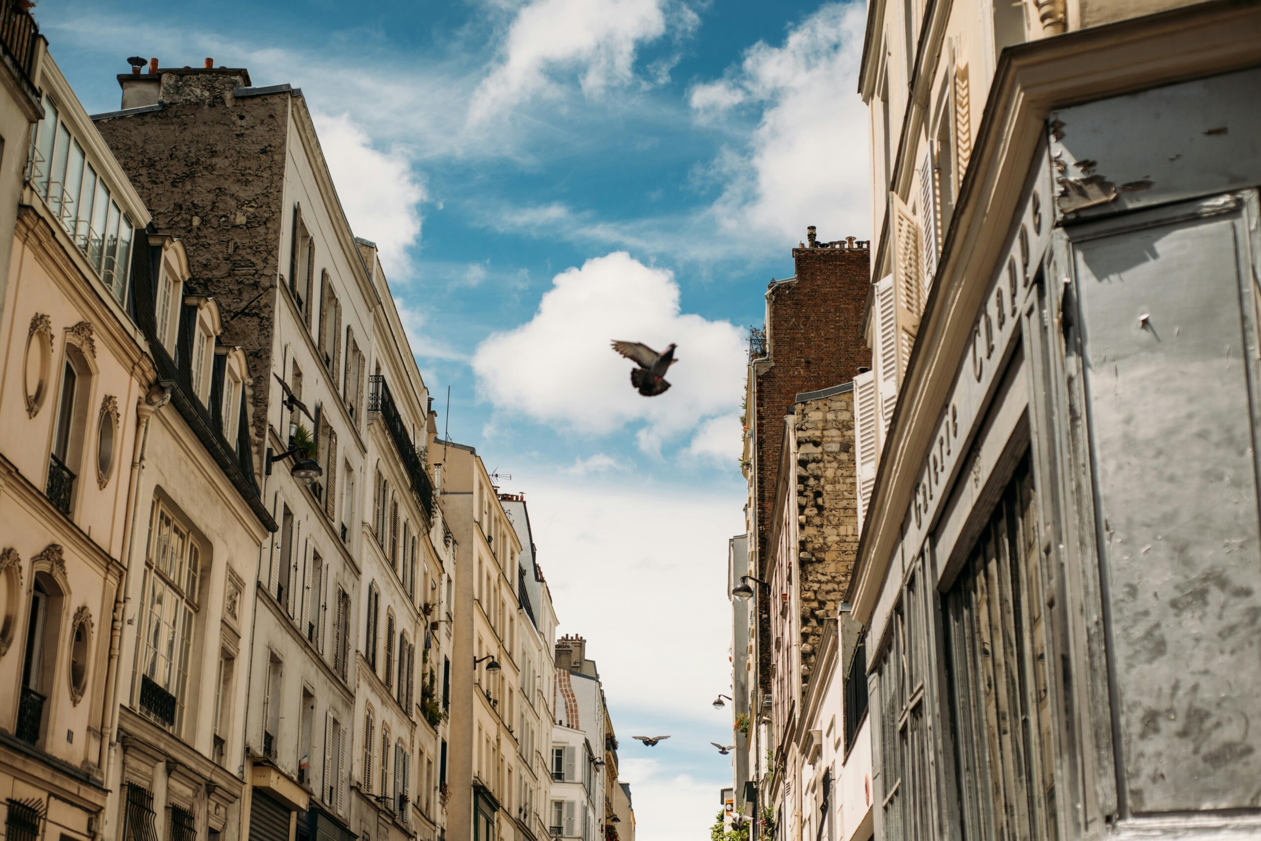 Photo by Laura Stanley: https://www.pexels.com/photo/bird-under-white-and-blue-clouds-2519210/